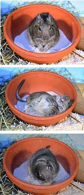 Degu nimmt ein Sandbad in einer Tonschüssel